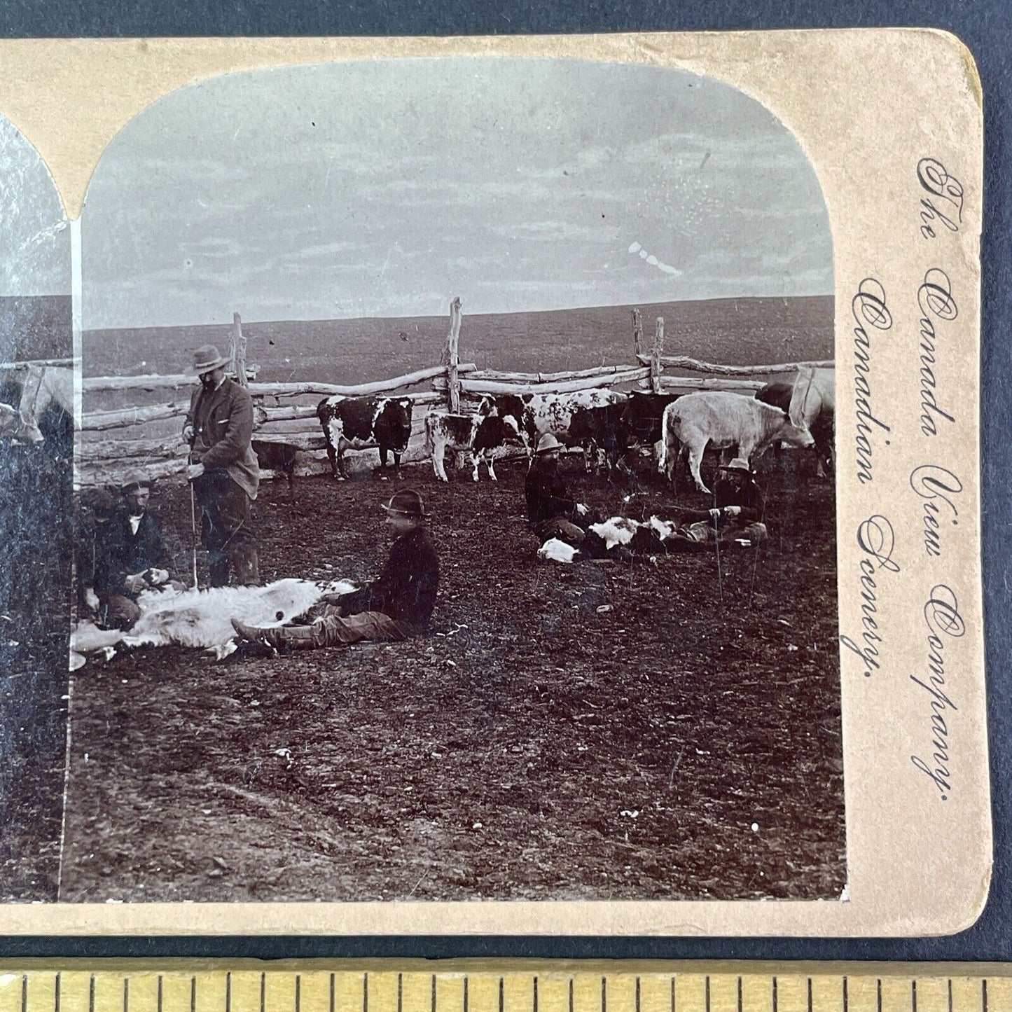 Cattle Branding in North West Territories Stereoview CPR Rail Views c1899 Y2117