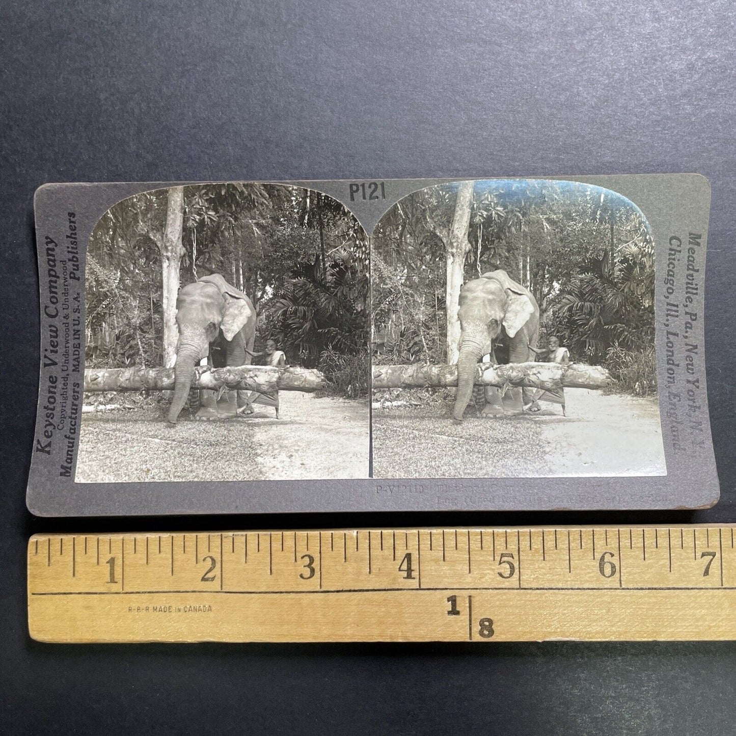 Antique 1918 Elephant Carries A Tree In Sri Lanka Stereoview Photo Card P1362