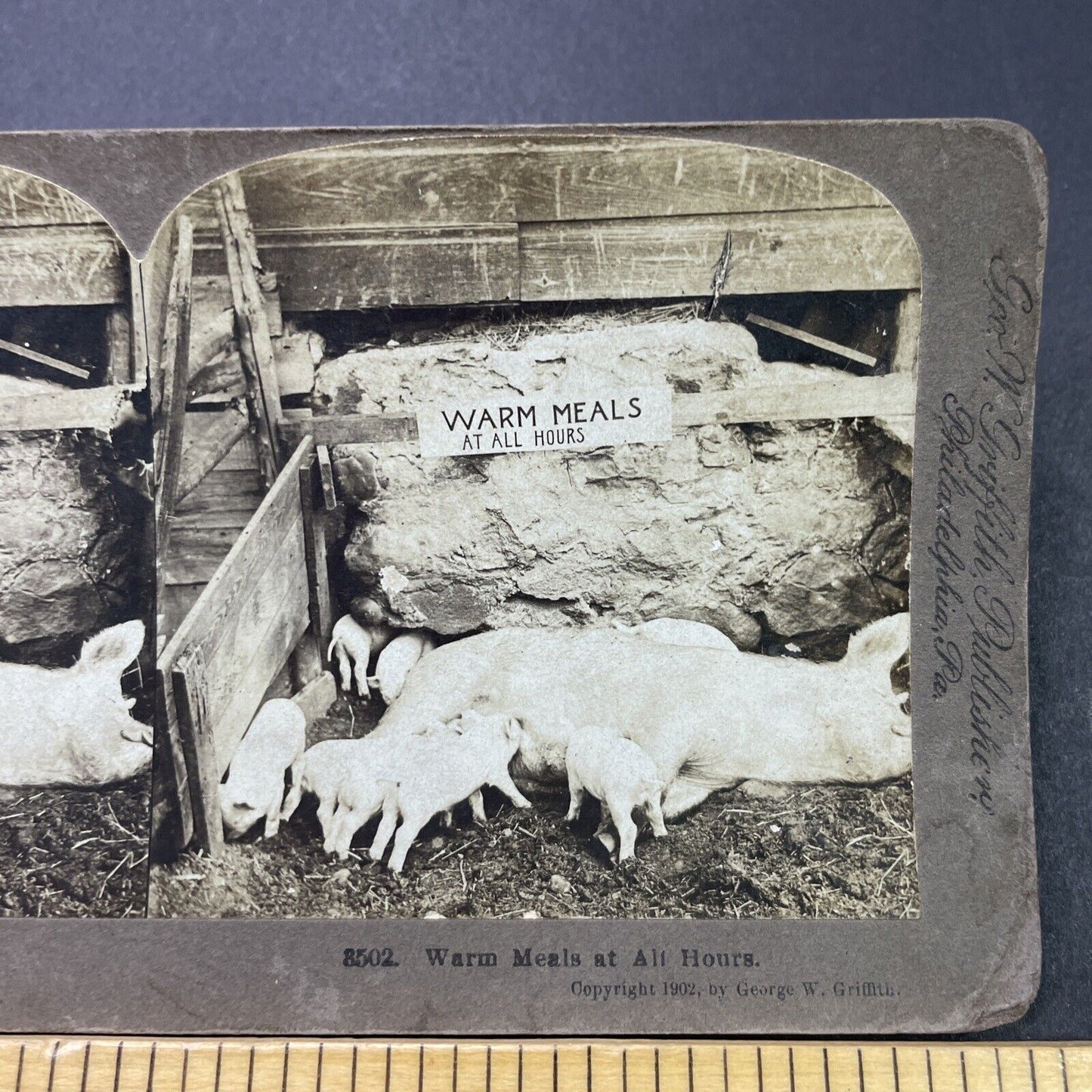 Antique 1902 Exhausted Sow Pig Feeds Her Piglets Stereoview Photo Card P3123