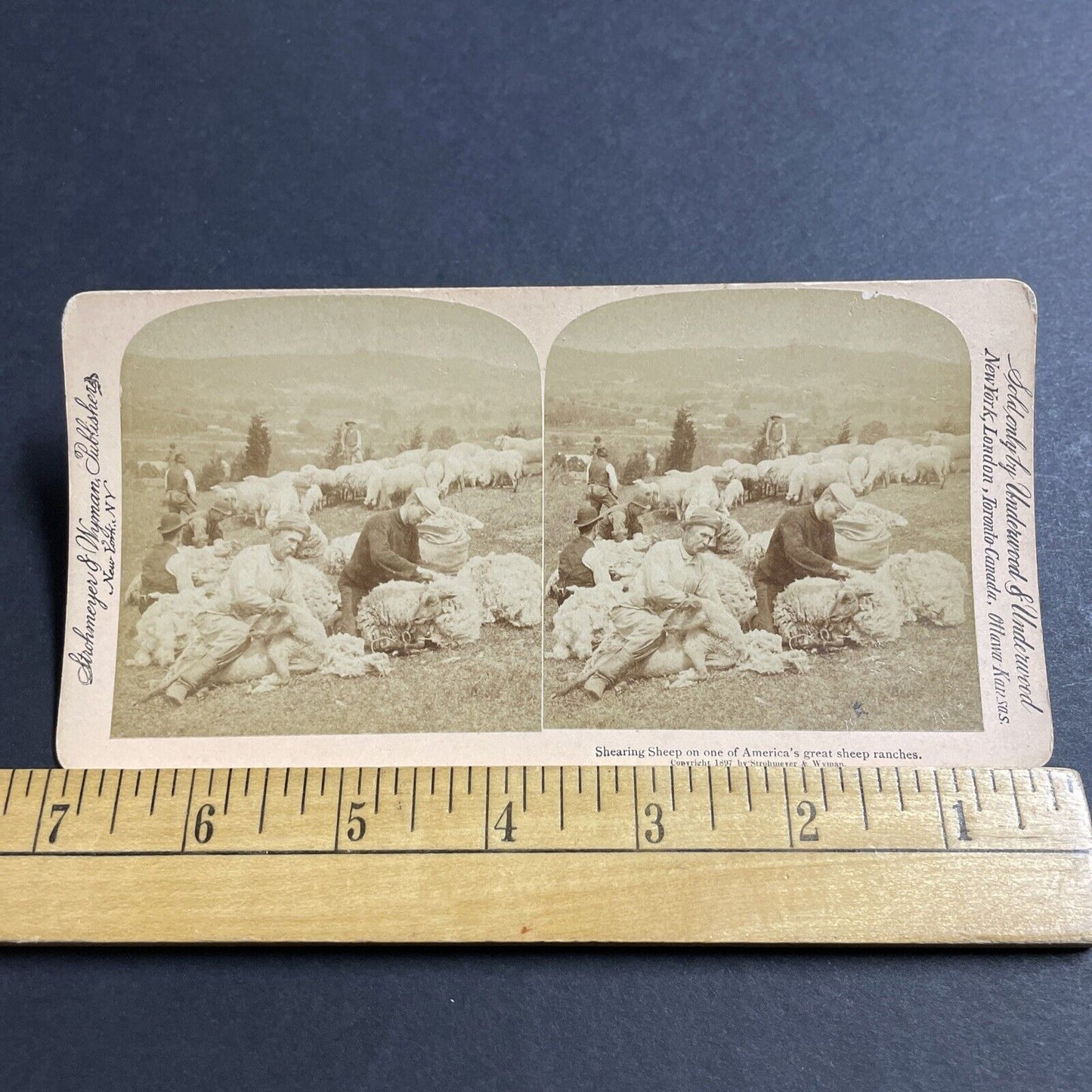 Antique 1897 Men Wrestle Sheep To Shorn Shear Stereoview Photo Card P4951