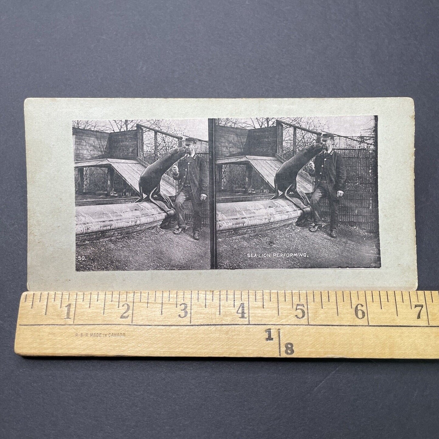 Antique 1880s Circus Tamer & Sea Lion At London Zoo Stereoview Photo Card P1681