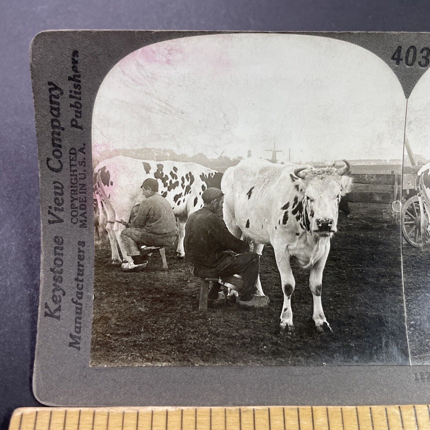 Antique 1910s Milking Cows In Rotterdam Holland Stereoview Photo Card P3706