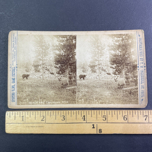 Two Black Bear Yellowstone Wyoming Stereoview T.W. Ingersoll Antique c1888 Y1329