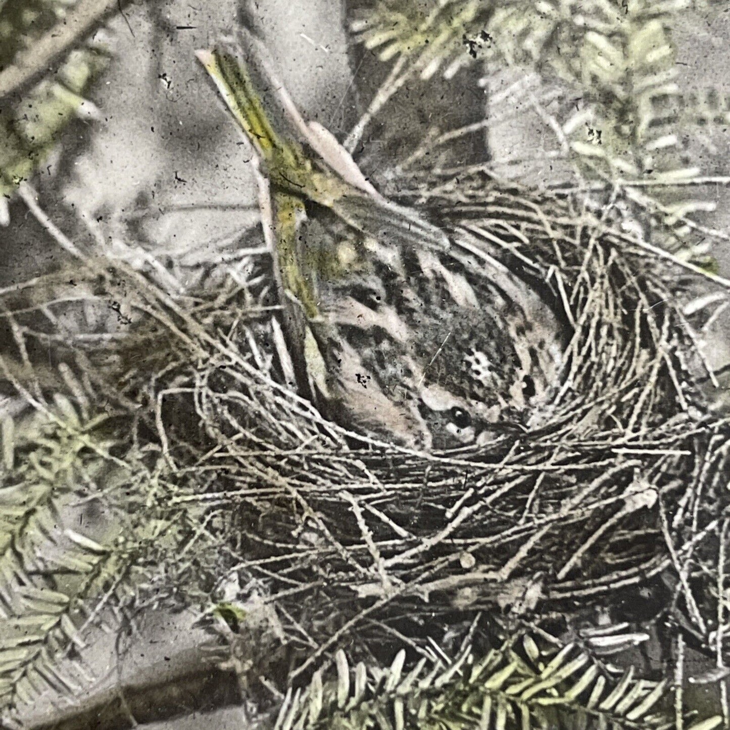 Antique 1908 Blackburnian Warbler Hiding In Nest Stereoview Photo Card PC790