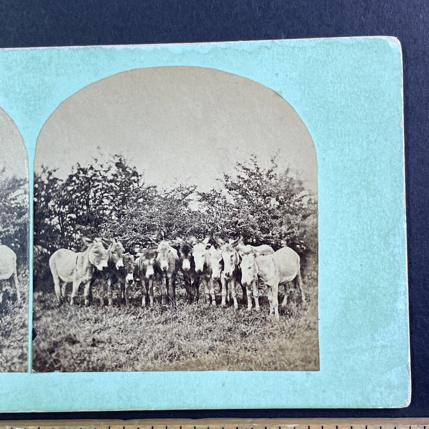 Group of 11 Donkeys Standing in a Row Stereoview Antique c1860 X3773