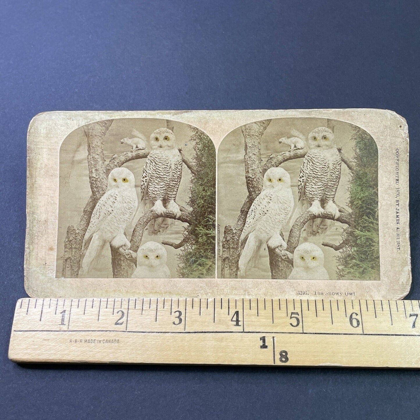 Antique 1870 Taxidermy Snowy Owls On Display Stereoview Photo Card P2958