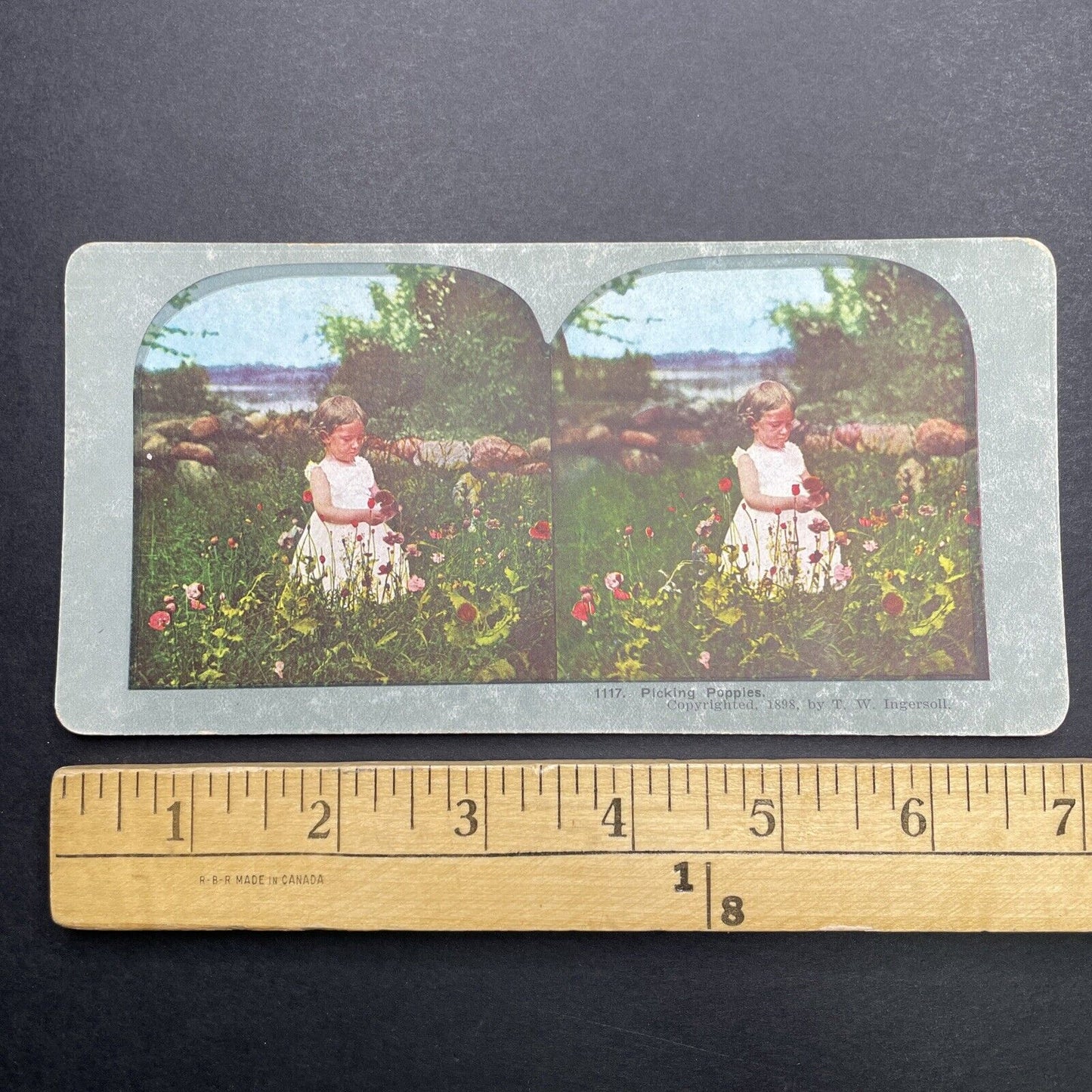 Antique 1898 Little Girl Picks Wild Poppies Stereoview Photo Card P1243