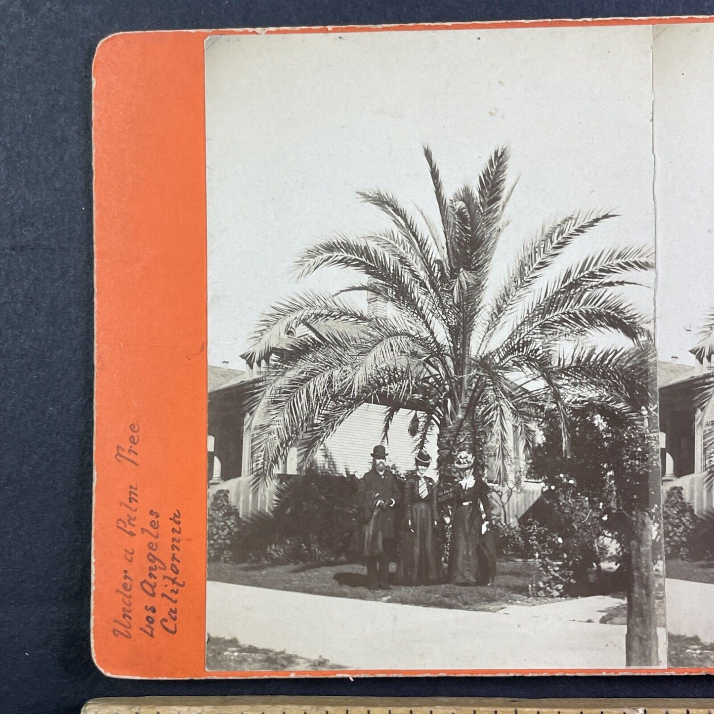 Standing Under A Palm Tree Stereoview Los Angeles California Antique c1885 X3621