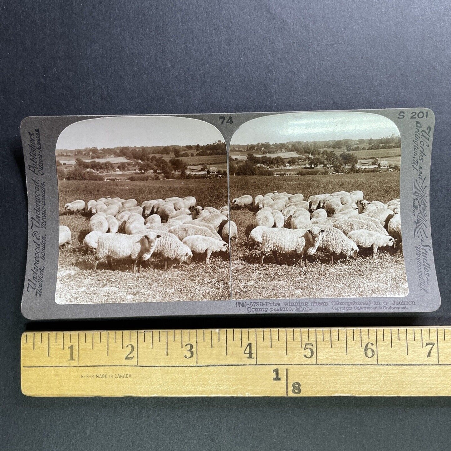 Antique 1905 Sheep Grazing In Concord Michigan Stereoview Photo Card P1752