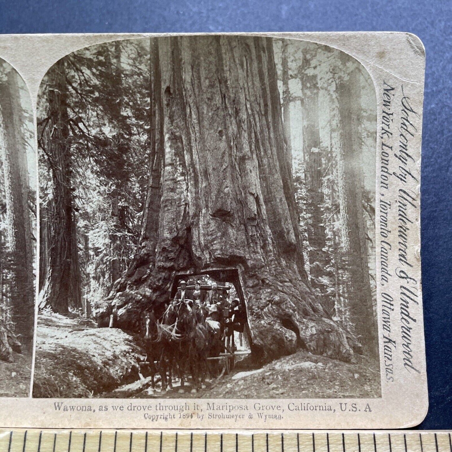 Antique 1894 Horse Wagon Driving Through Giant Tree Stereoview Photo Card V3422