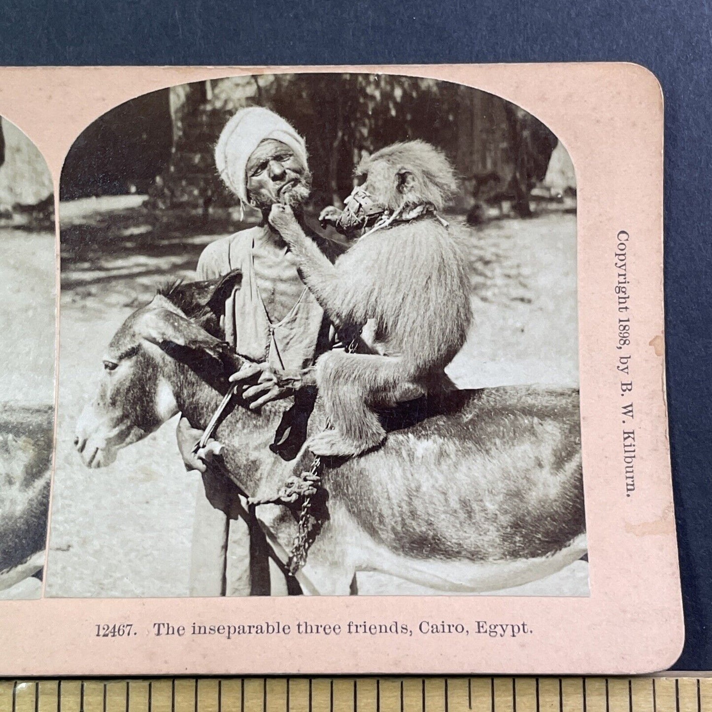 Muzzled Monkey Grabs Old Man's Beard Stereoview India Antique c1898 X2471