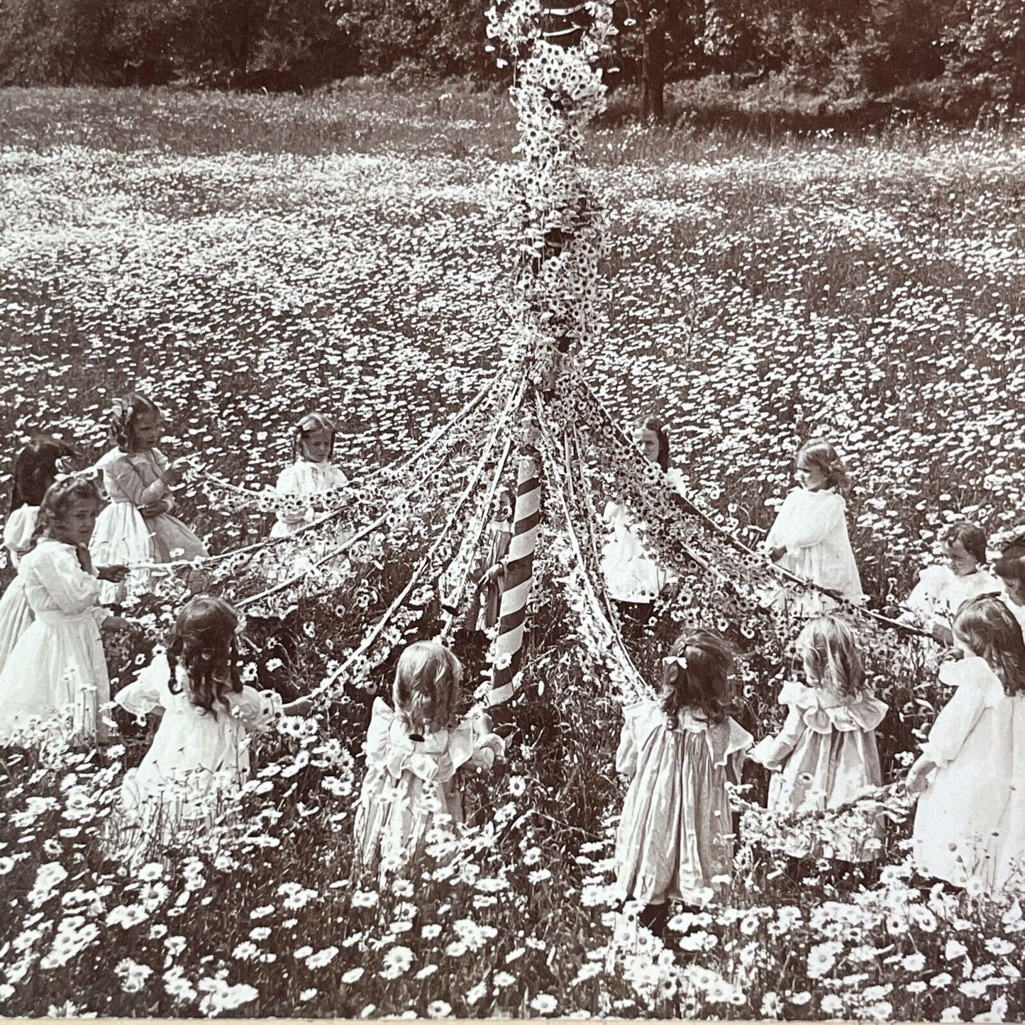 June Carnival Daisy Field Maypole Dance Stereoview Antique c1900 Y1371