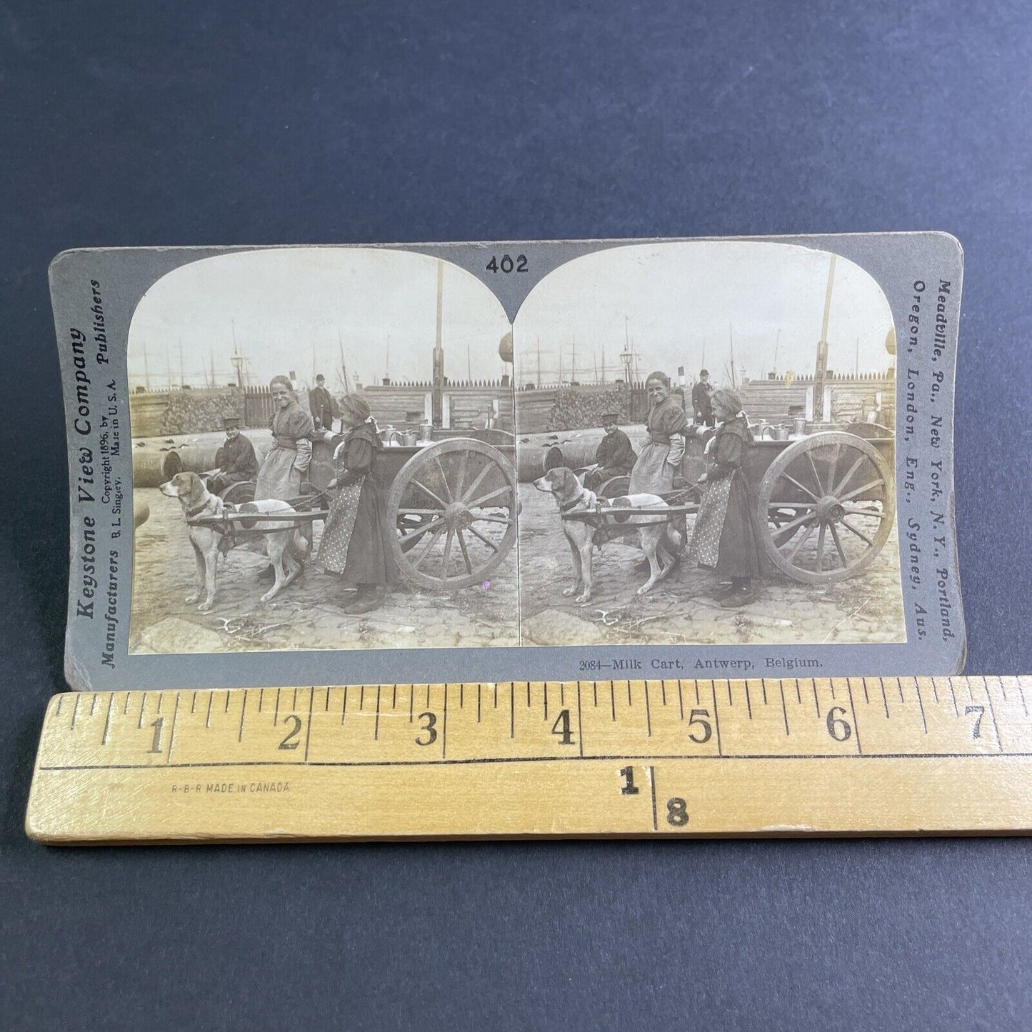 Antique 1896 Dog Delivering Milk Antwerp Belgium Stereoview Photo Card P2118