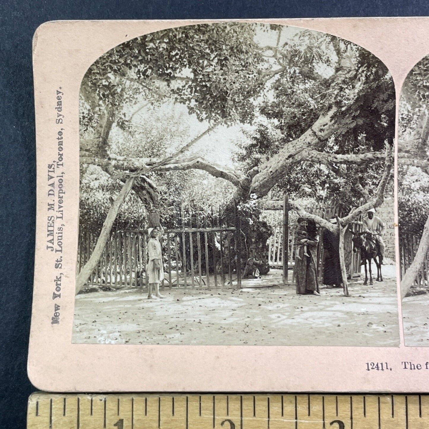 The Sycamore Tree Where Jesus Slept Stereoview Cairo Antique c1898 X2470