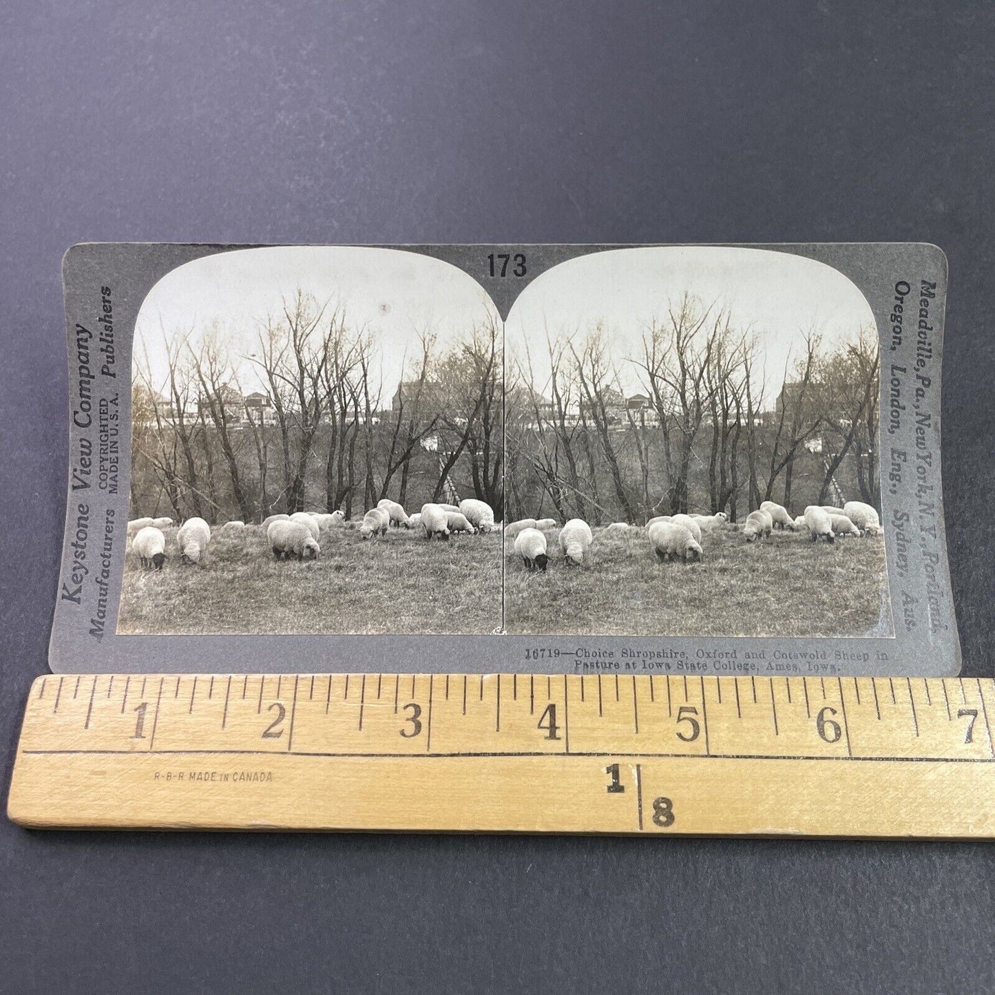 Antique 1920s Sheep Farm At Iowa State College Stereoview Photo Card P3676