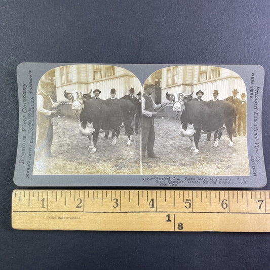 Champion Hereford Cow Toronto Exhibition Stereoview Forest Lady c1909 Y2748