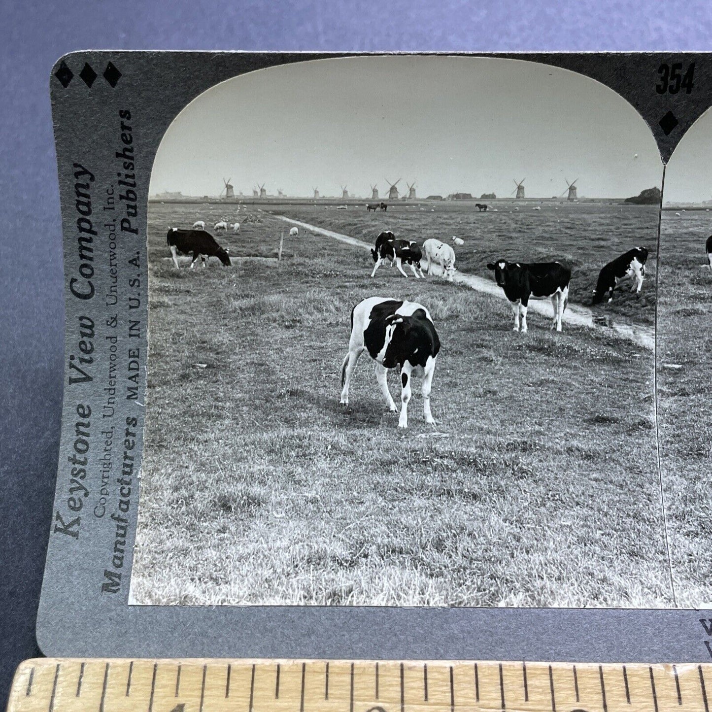 Antique 1920s Holstein Cows Near Friesland Holland Stereoview Photo Card V2910