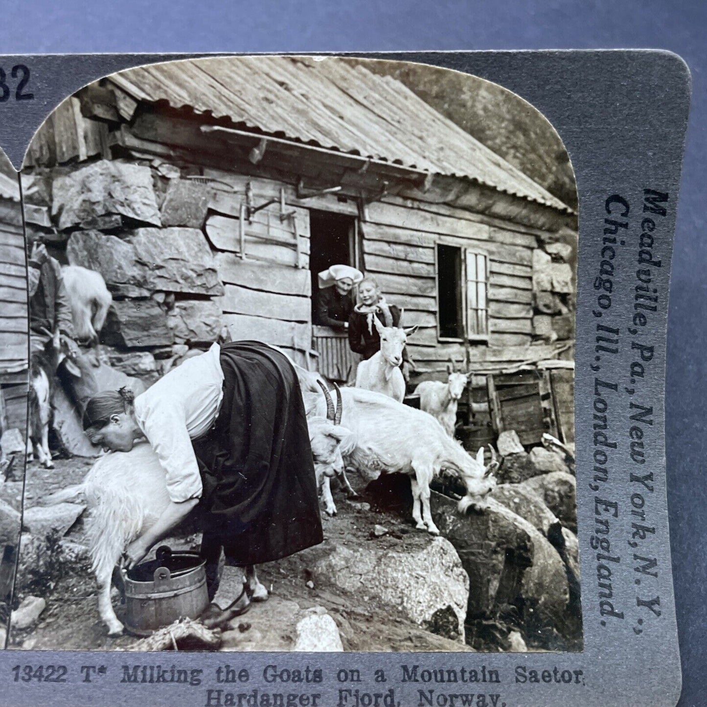 Antique 1910s Young Woman Milking Goat Norway Stereoview Photo Card P2778