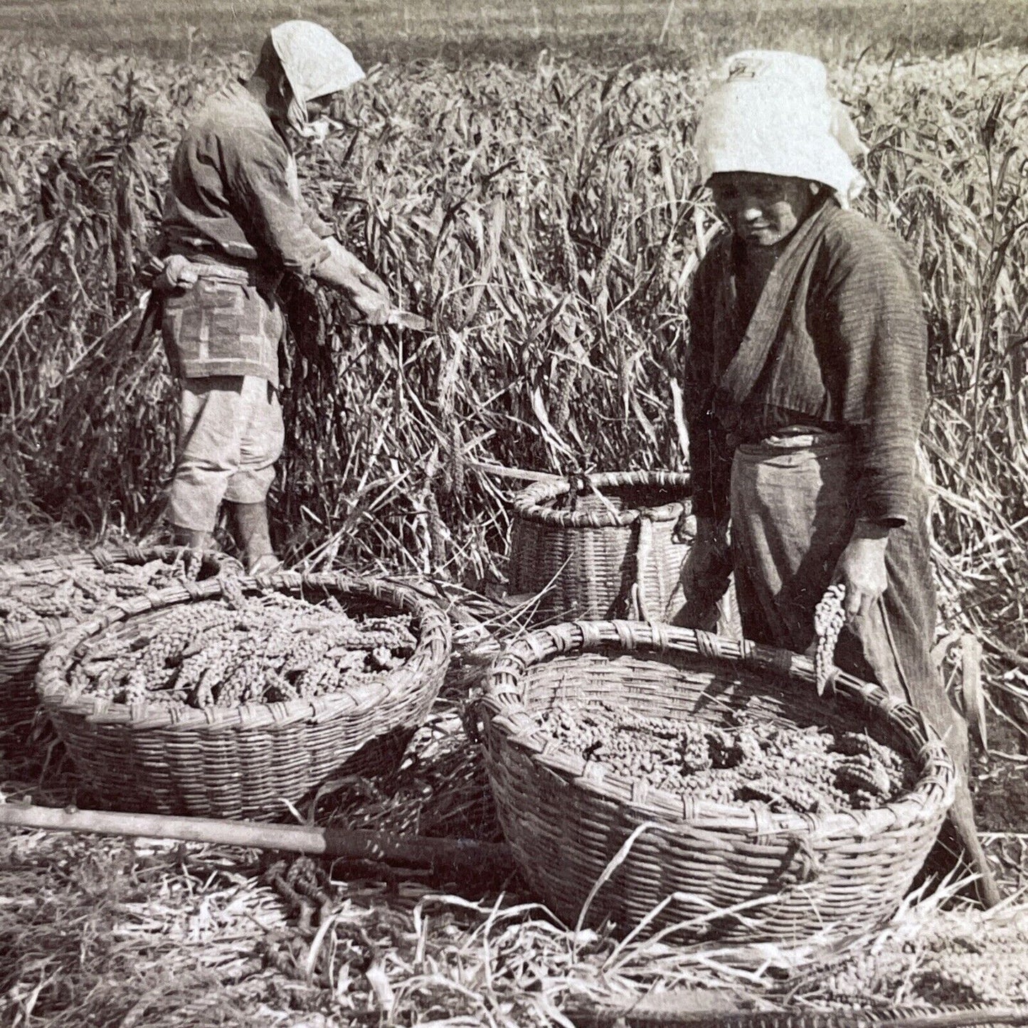 Antique 1904 Farmers Cutting Crop Yokohama Japan Stereoview Photo Card P1608