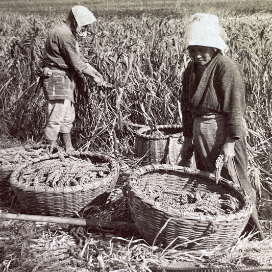 Antique 1904 Farmers Cutting Crop Yokohama Japan Stereoview Photo Card P1608