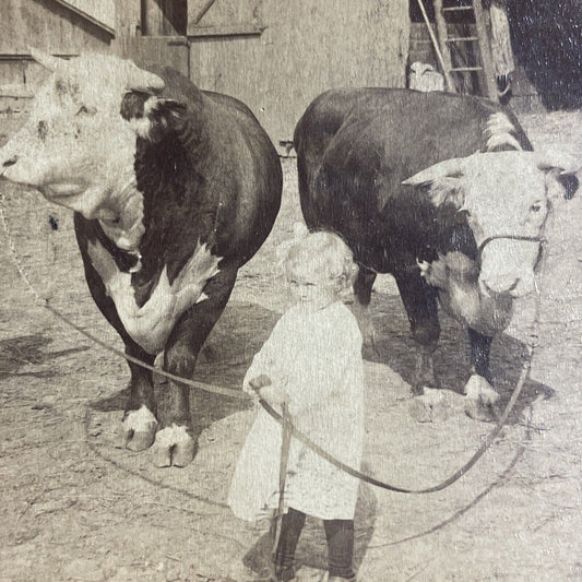 Antique 1903 Child Leads Two Massive Bulls Bull Cows Stereoview Photo Card P4357