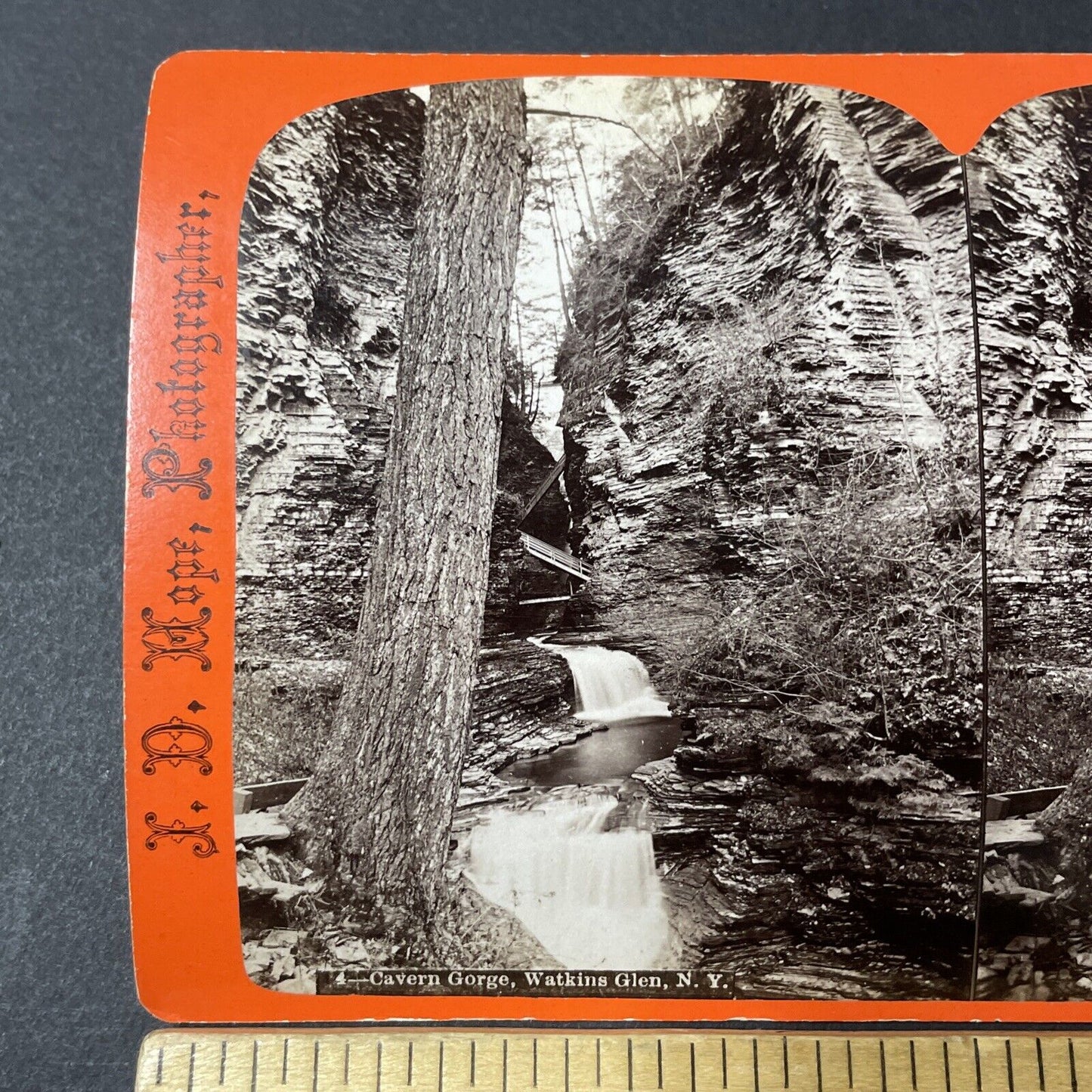 Antique 1860s Watkins Glen American Chestnut Tree Stereoview Photo Card V1802