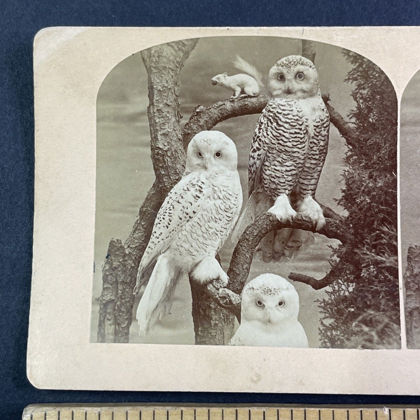 Albino Squirrel and Snowy Owls Stereoview Taxidermy Antique c1870 X4105