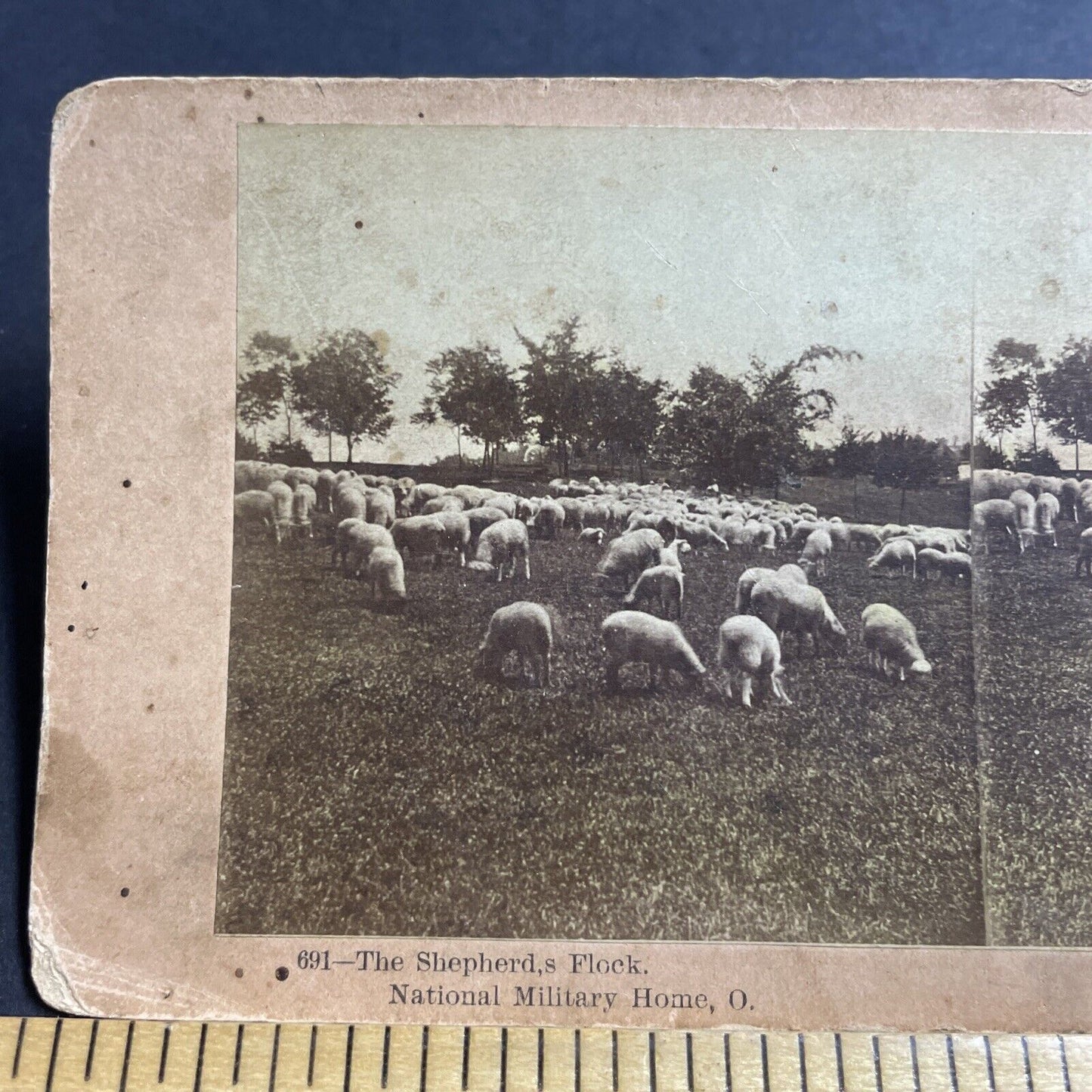 Antique 1880s Sheep At National Home Cemetery Ohio Stereoview Photo Card P5027