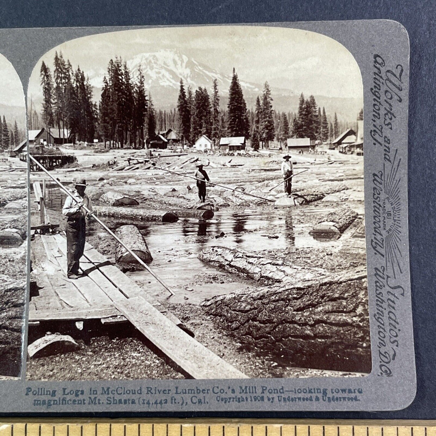 Sequoia Logging Mount Shasta Stereoview California Antique c1902 X4137