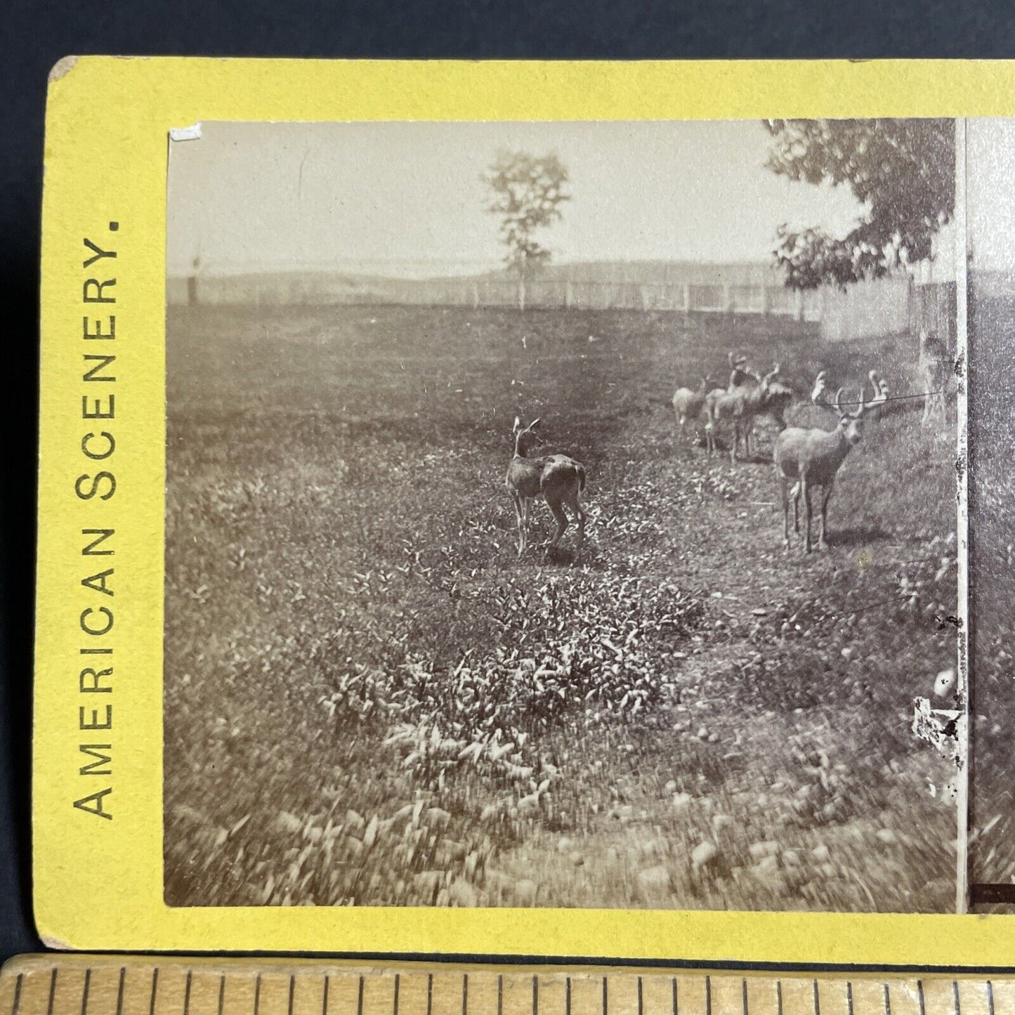 Antique 1870s Fenced In Deer In New York State Stereoview Photo Card P4798