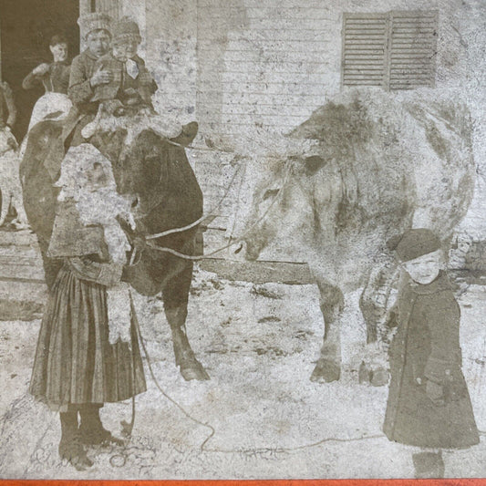 Antique 1891 Children Ride Cattle Cows To Town Stereoview Photo Card P3561