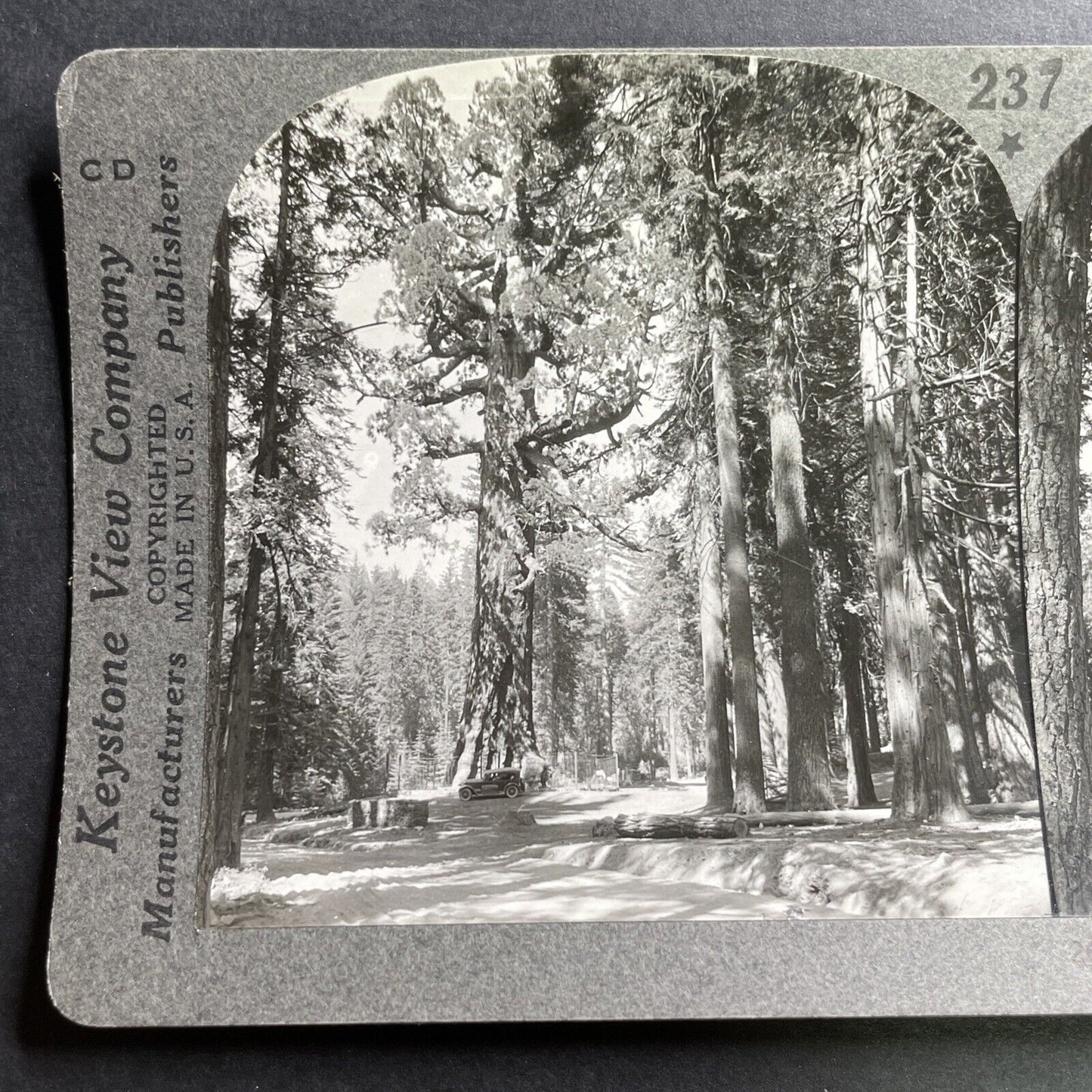 Antique 1932 The Grizzly Giant Sequoia Tree Mariposa Stereoview Photo Card P1553