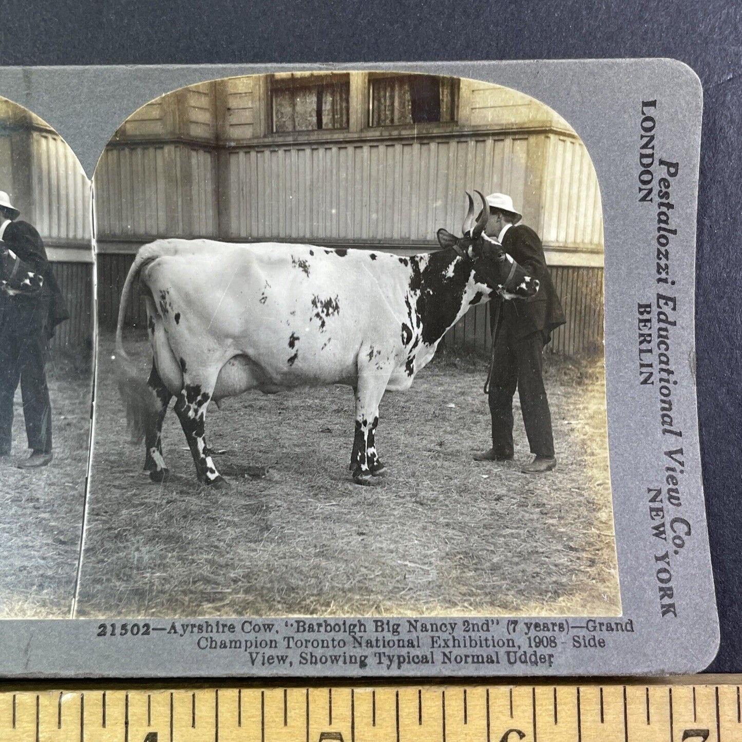 Champion Ayrshire Cow Stereoview Barboigh Big Nancy Antique c1909 Y2745