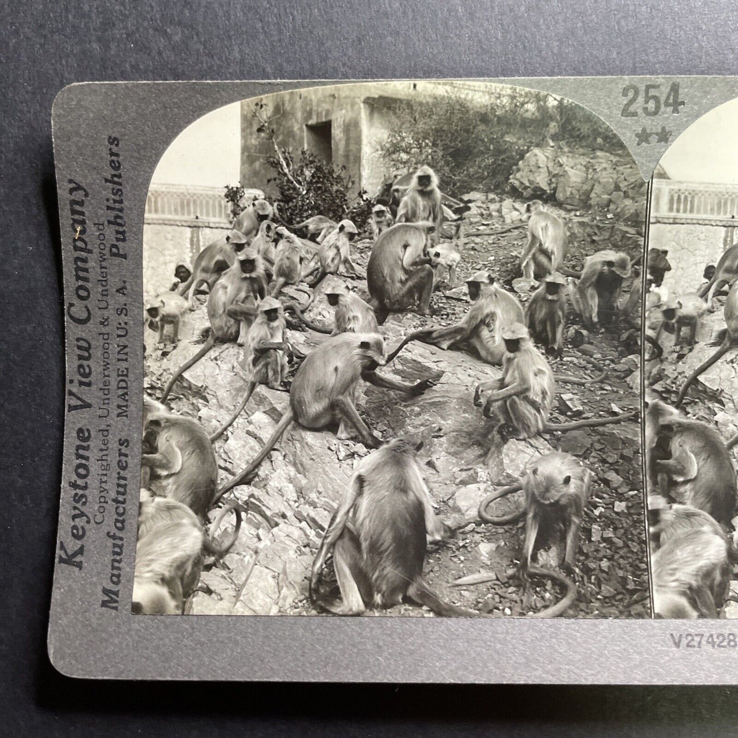 Antique 1918 Monkeys In Galta India Near Jaipur Stereoview Photo Card P1785