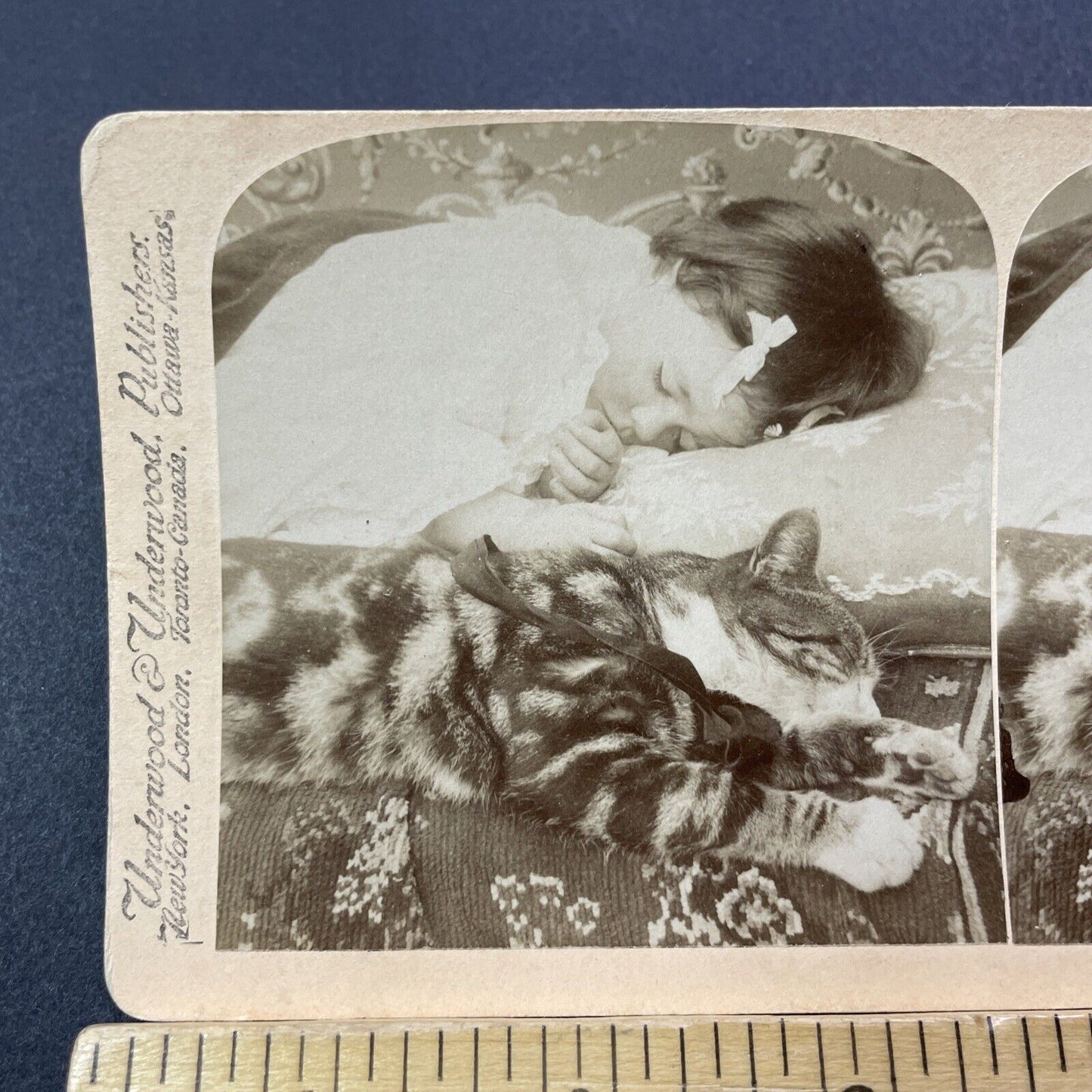 Antique 1896 Cats Sleeps Beside Sleeping Girl Stereoview Photo Card V3266