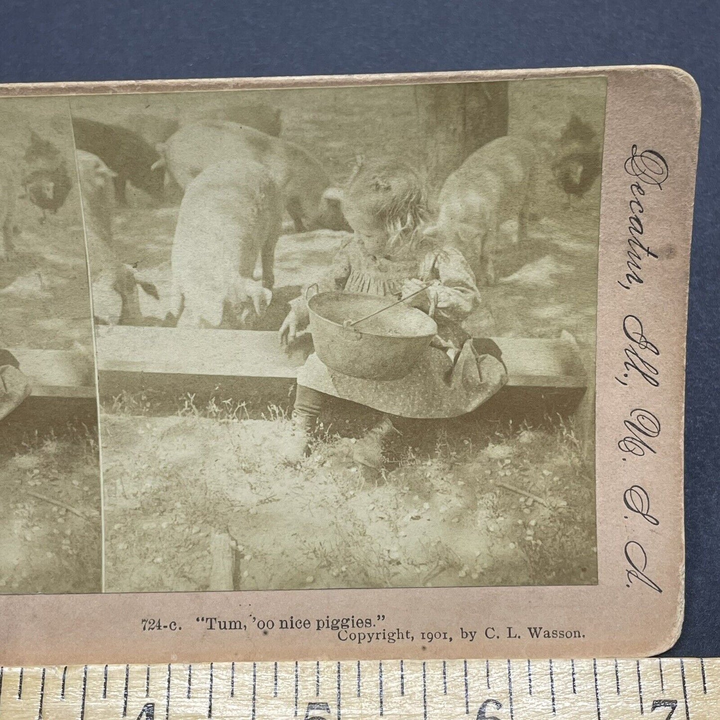 Antique 1901 Little Girl Feeding Pigs On A Farm Stereoview Photo Card P1858