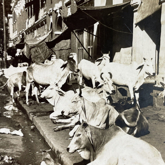 Antique 1910s Extreme Poverty In Calcutta India Stereoview Photo Card P3746