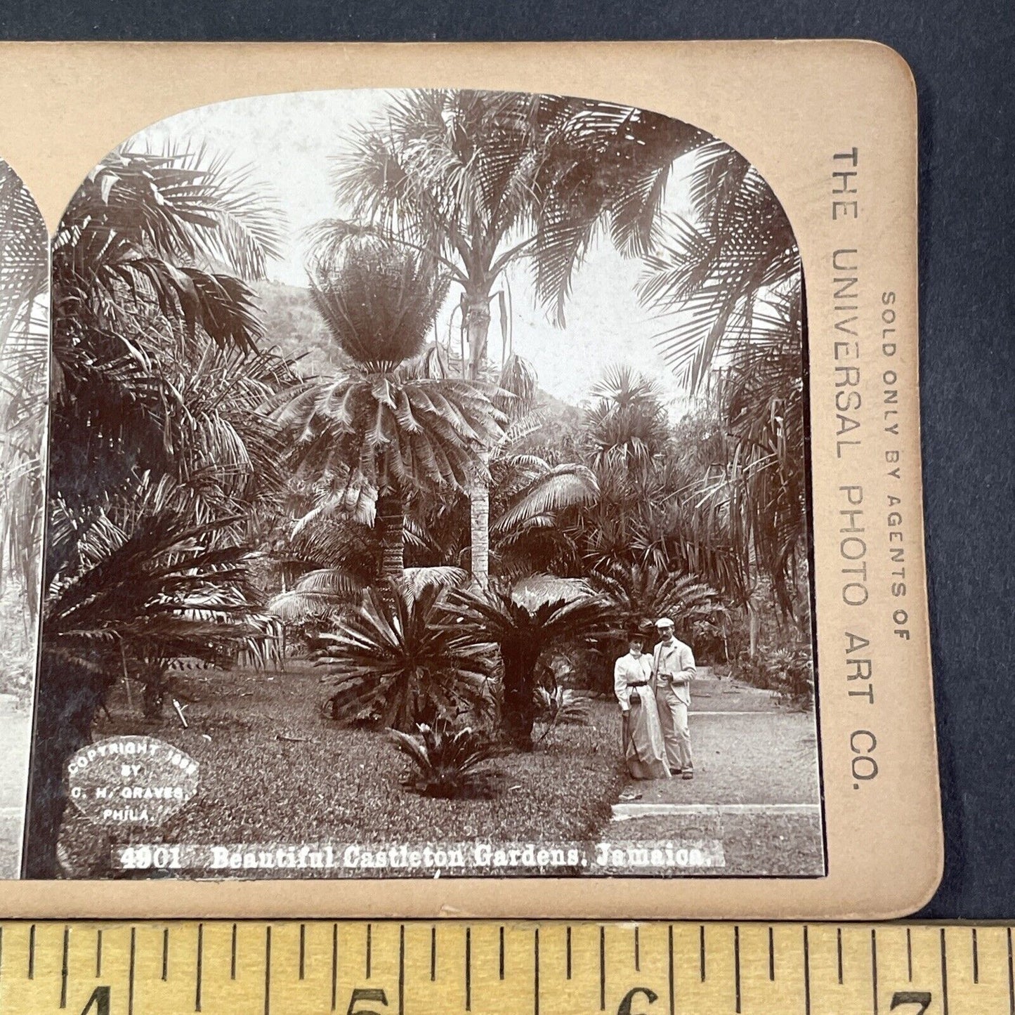 Castleton Botanical Gardens Jamaica Stereoview CH Graves Antique c1899 X3171