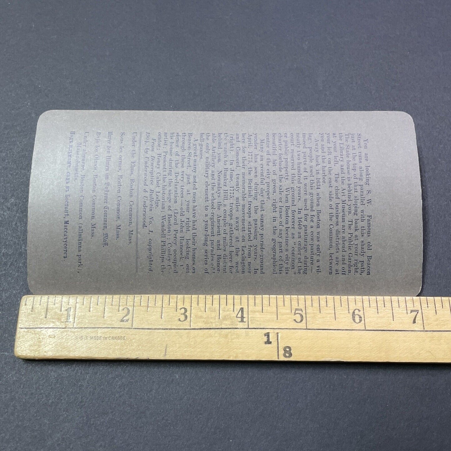 Antique 1889 Elm Trees In Boston Common Stereoview Photo Card V1874