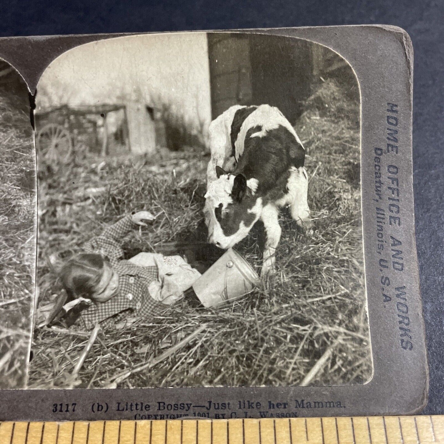 Antique 1901 Calf Rams Pushes A Little Girl In Barn Stereoview Photo Card P4316