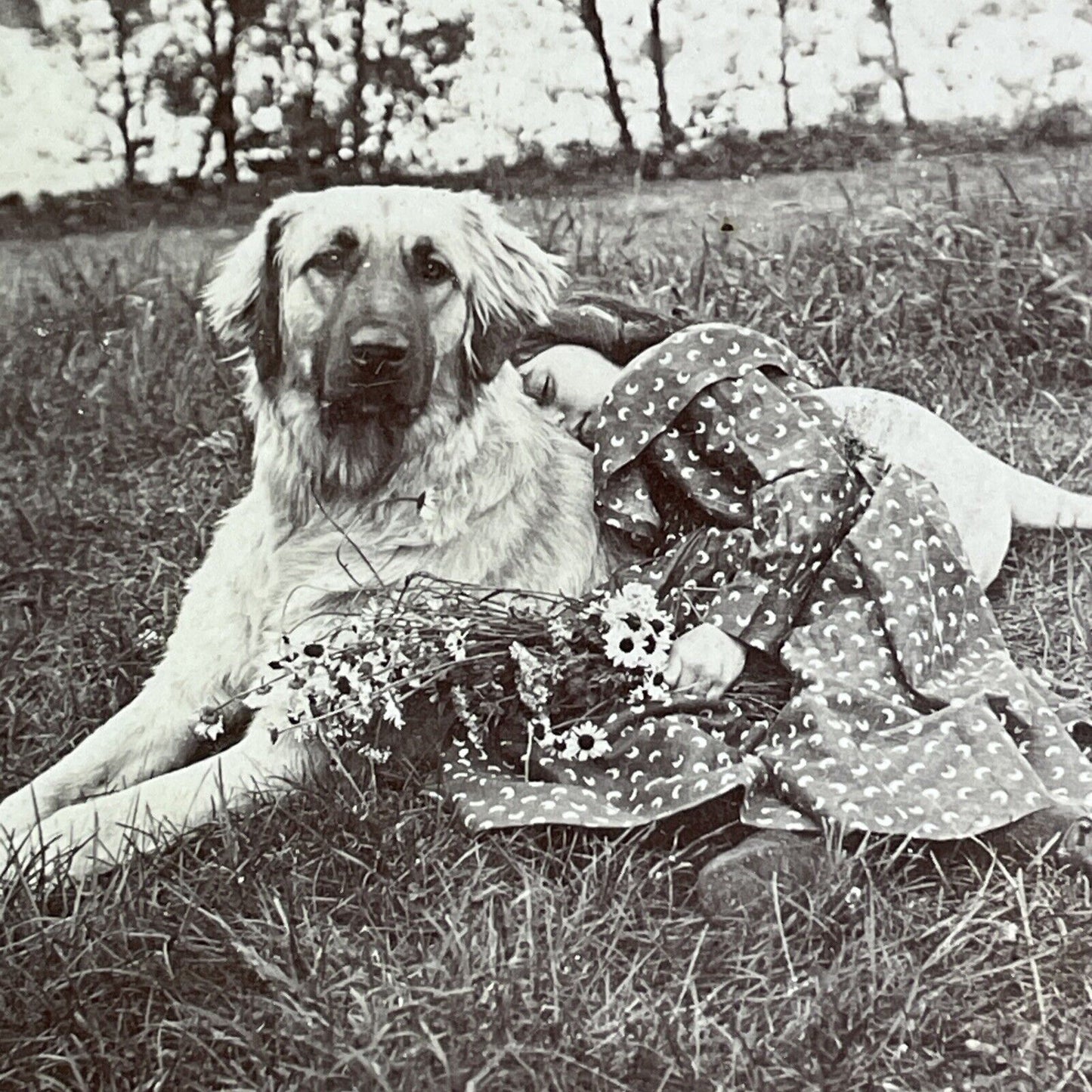 Golden Retriever Dog & Sleeping Child Stereoview Antique c1894 X3157