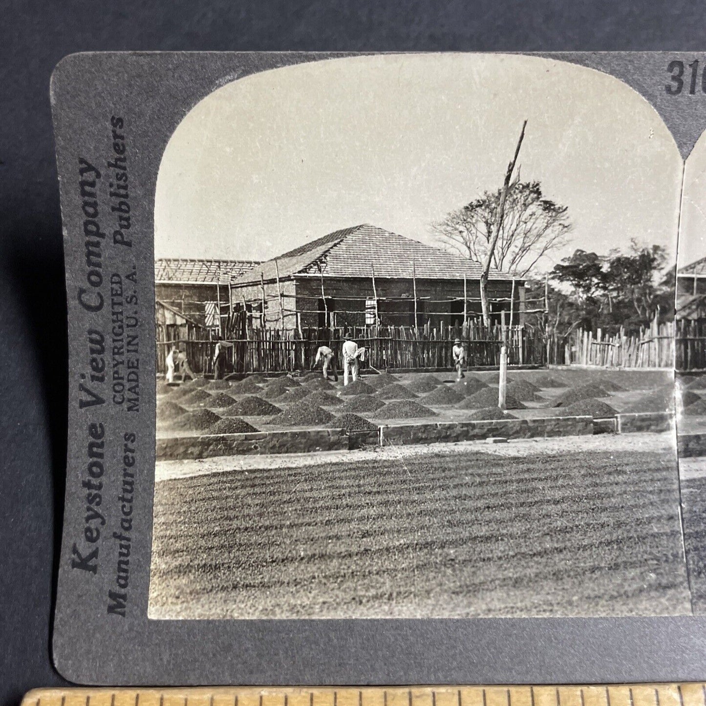 Antique 1910s Coffee Bean Farm Sao Paulo Brazil Stereoview Photo Card P3665