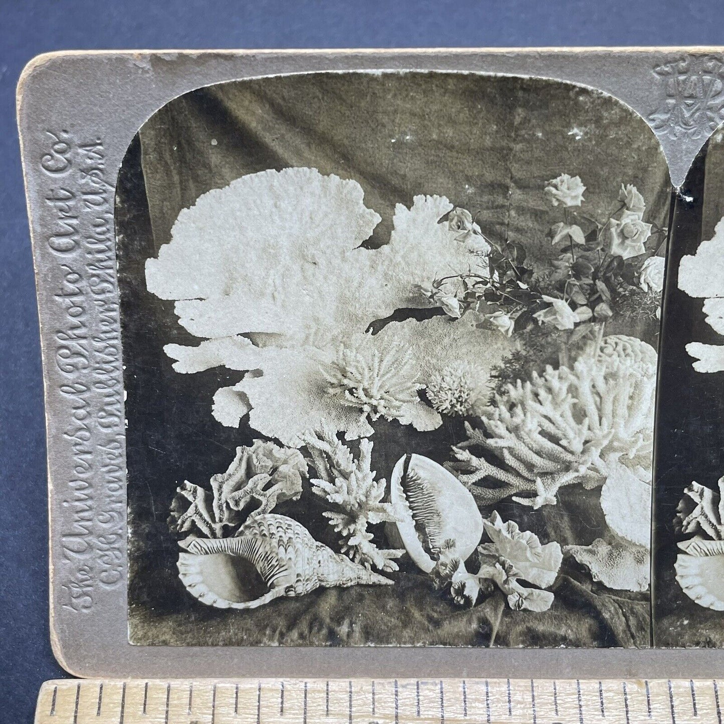 Antique 1900 Coral Reef Finds Near Florida Stereoview Photo Card P1874