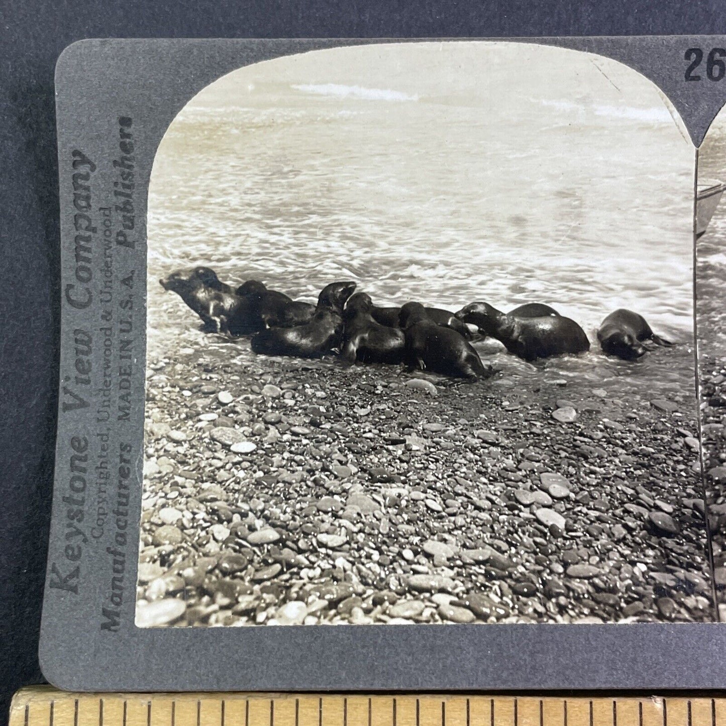 Seals on Santa Catalina Island California Stereoview Antique c1910s X4138