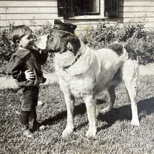 Antique 1918 Red Cross WW1 Retired Service Dog Stereoview Photo Card P4062