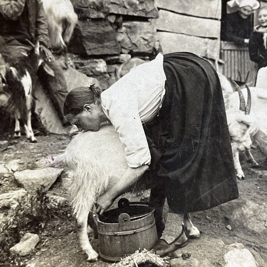 Antique 1903 Woman Milking A Goat In Norway Stereoview Photo Card P5518