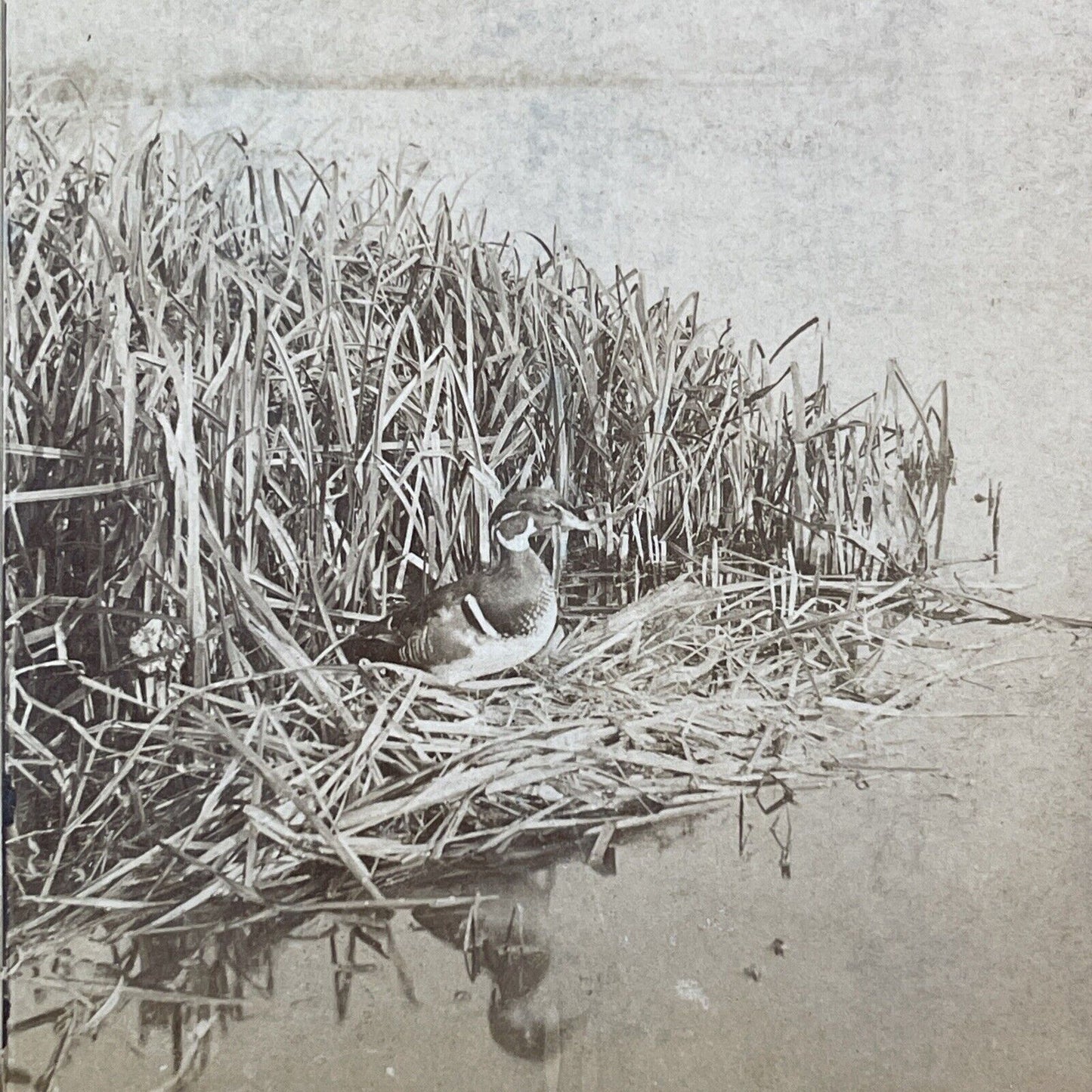 Wood Duck Bird Stereoview T.W. Ingersoll St. Paul Minnesota c1888 Y425