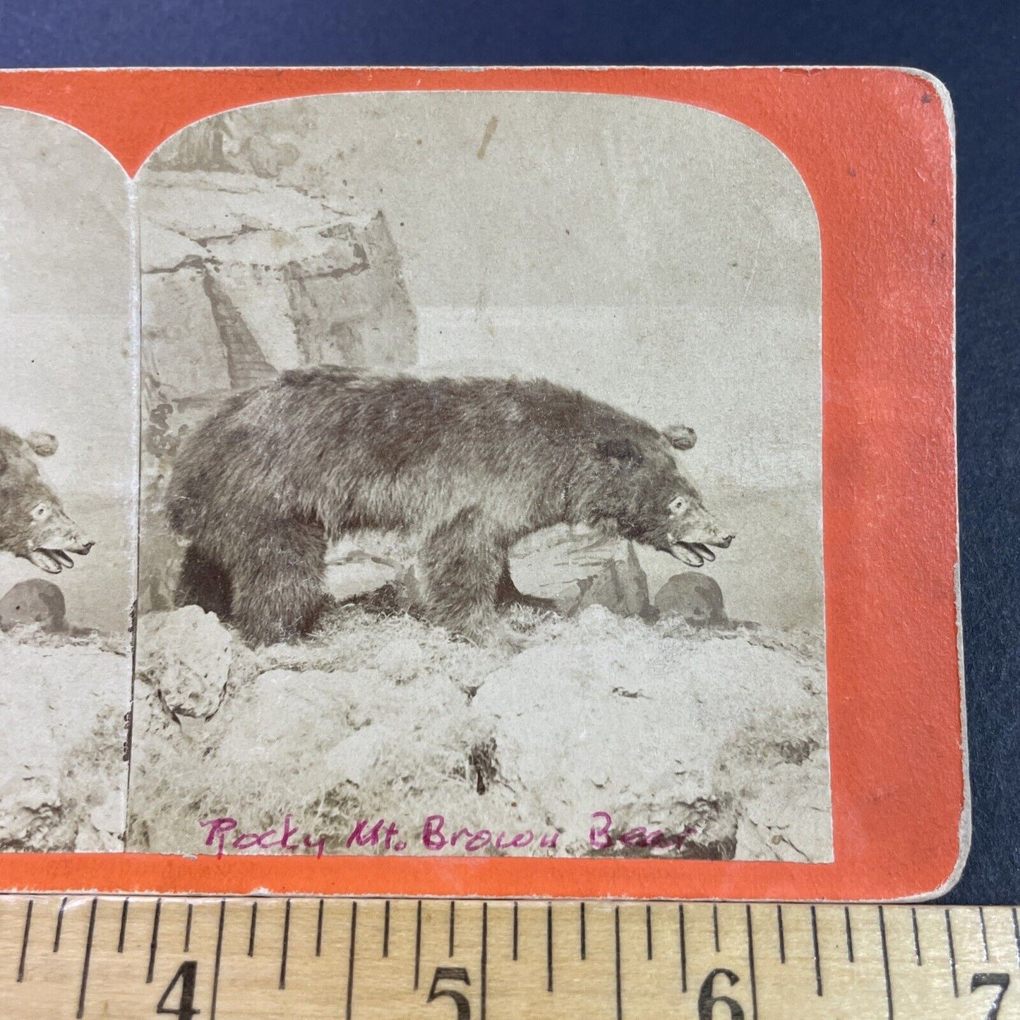 Antique 1860s Brown Bear Stuffed Colorado Or Montana Stereoview Photo Card P3973