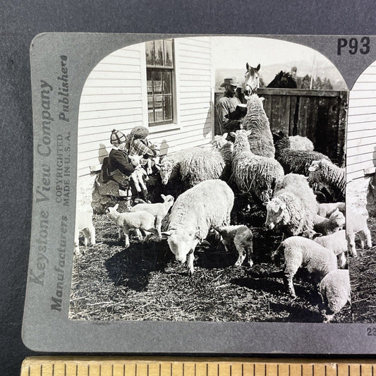 A Sheep Farm in New England Stereoview Scarce Late View Antique c1935 Y1250