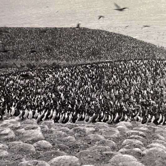 Antique 1918 Pescadores Island Gallinazo Peru Stereoview Photo Card P1565